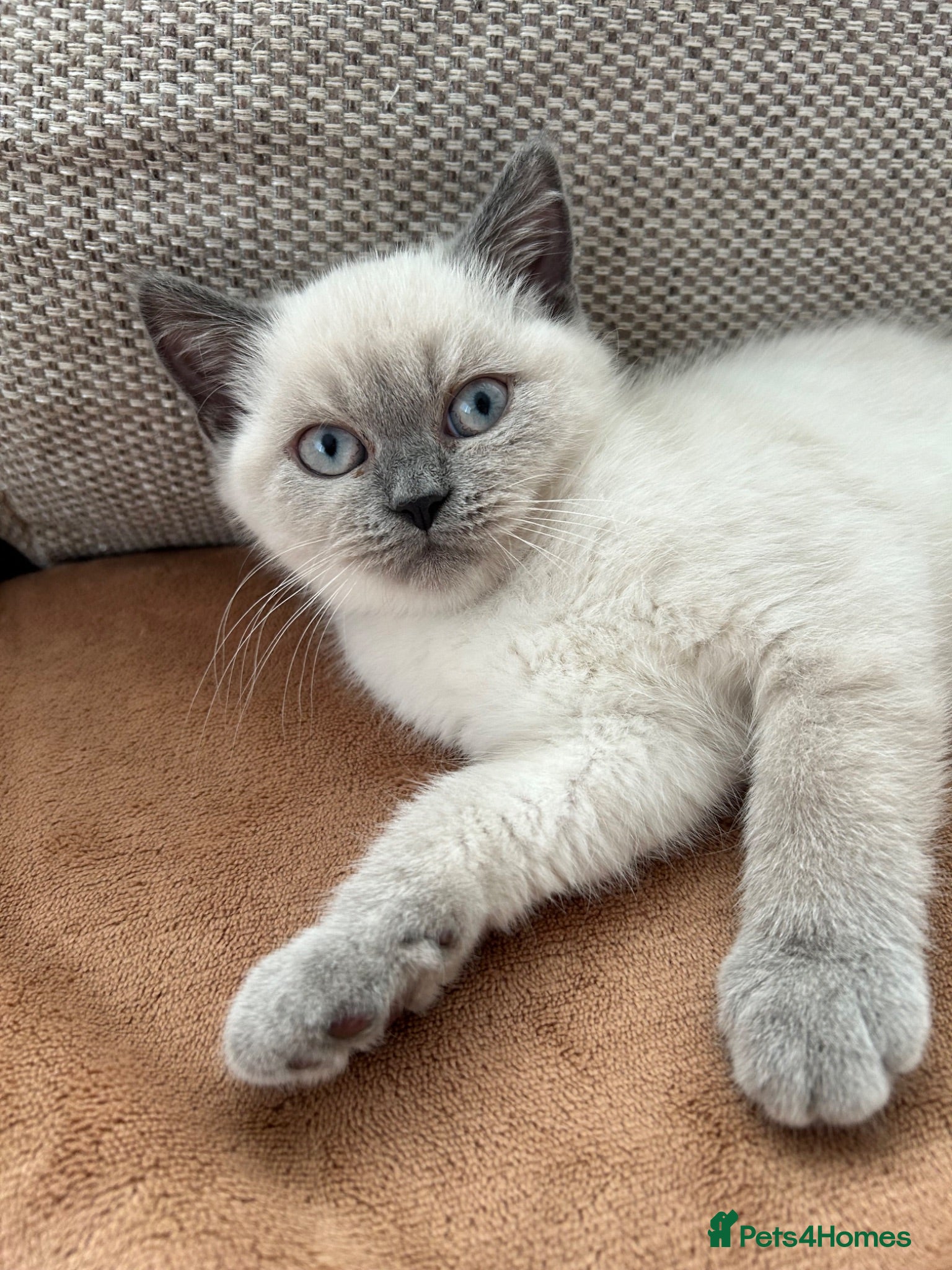 British Shorthair cats British shorthair Colorpoint kittens - Advert 18
