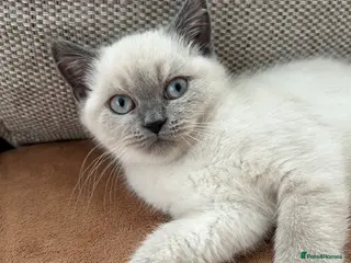 British Shorthair cats British shorthair Colorpoint kittens - Advert 18