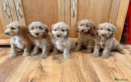 Cockapoo dogs for sale: Cockapoo Puppies Ready Now Fully Vaccinated  - Advert 6