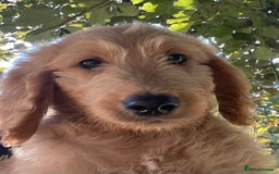 Goldendoodle dogs for sale: Beautiful standard golden doodles F1stunning pups  in Wooburn Green - Image 7