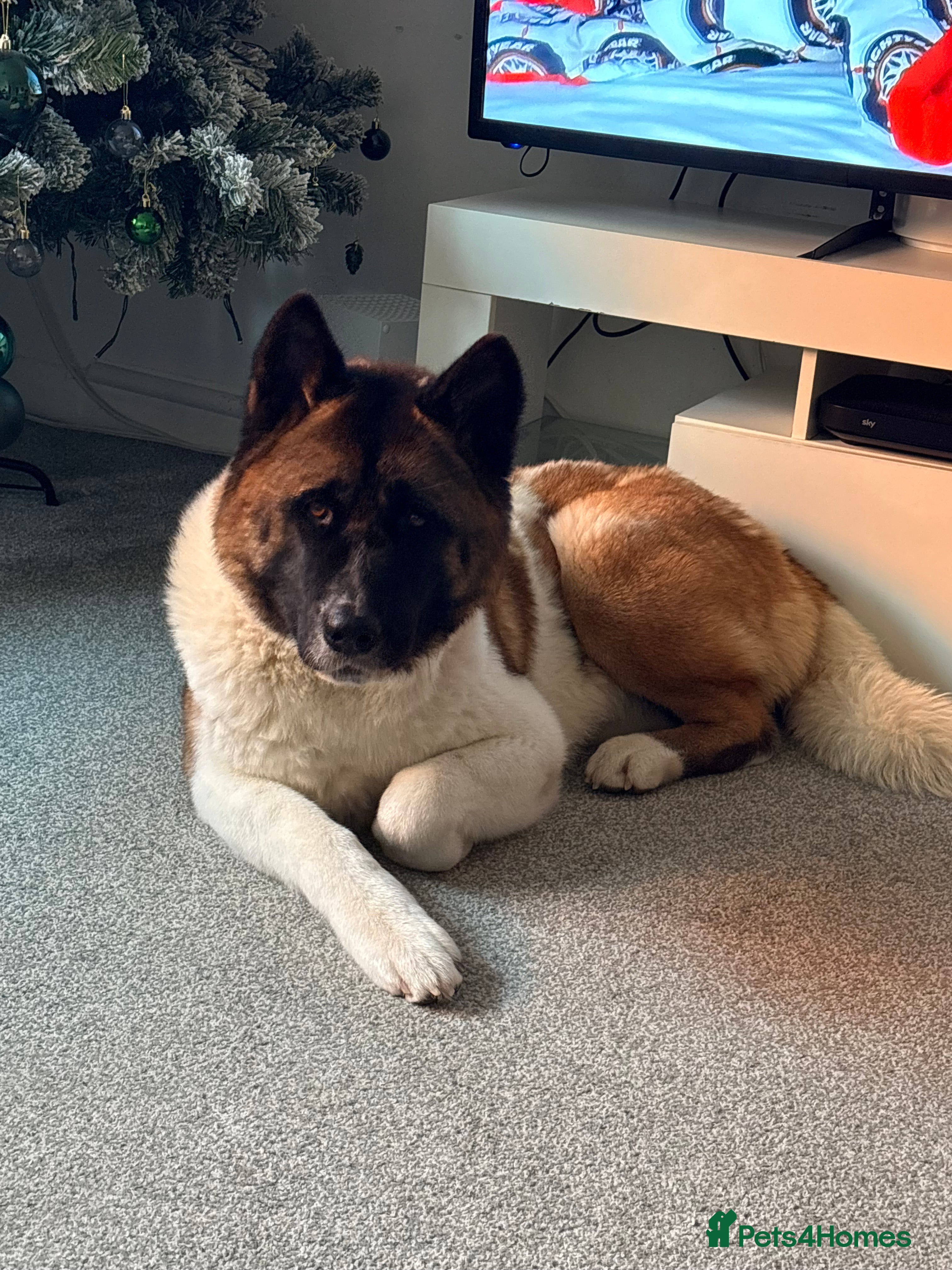 Akita dogs Loving female akita - Advert 1