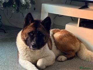 Akita dogs Loving female akita - Advert 2