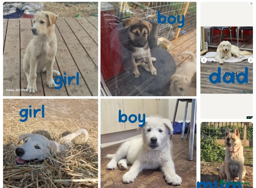 Mixed Breed dogs for sale: Akita cross with Russia sheep dog - Advert 2