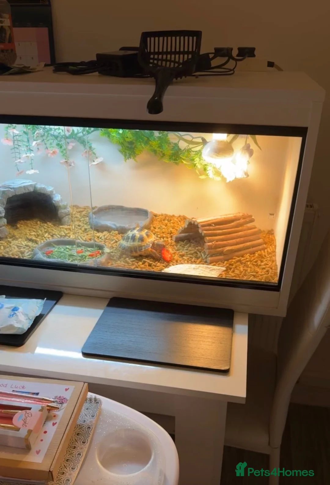 Hermann Tortoise reptiles for sale: Tortoise for sale including enclosure  - Advert 4