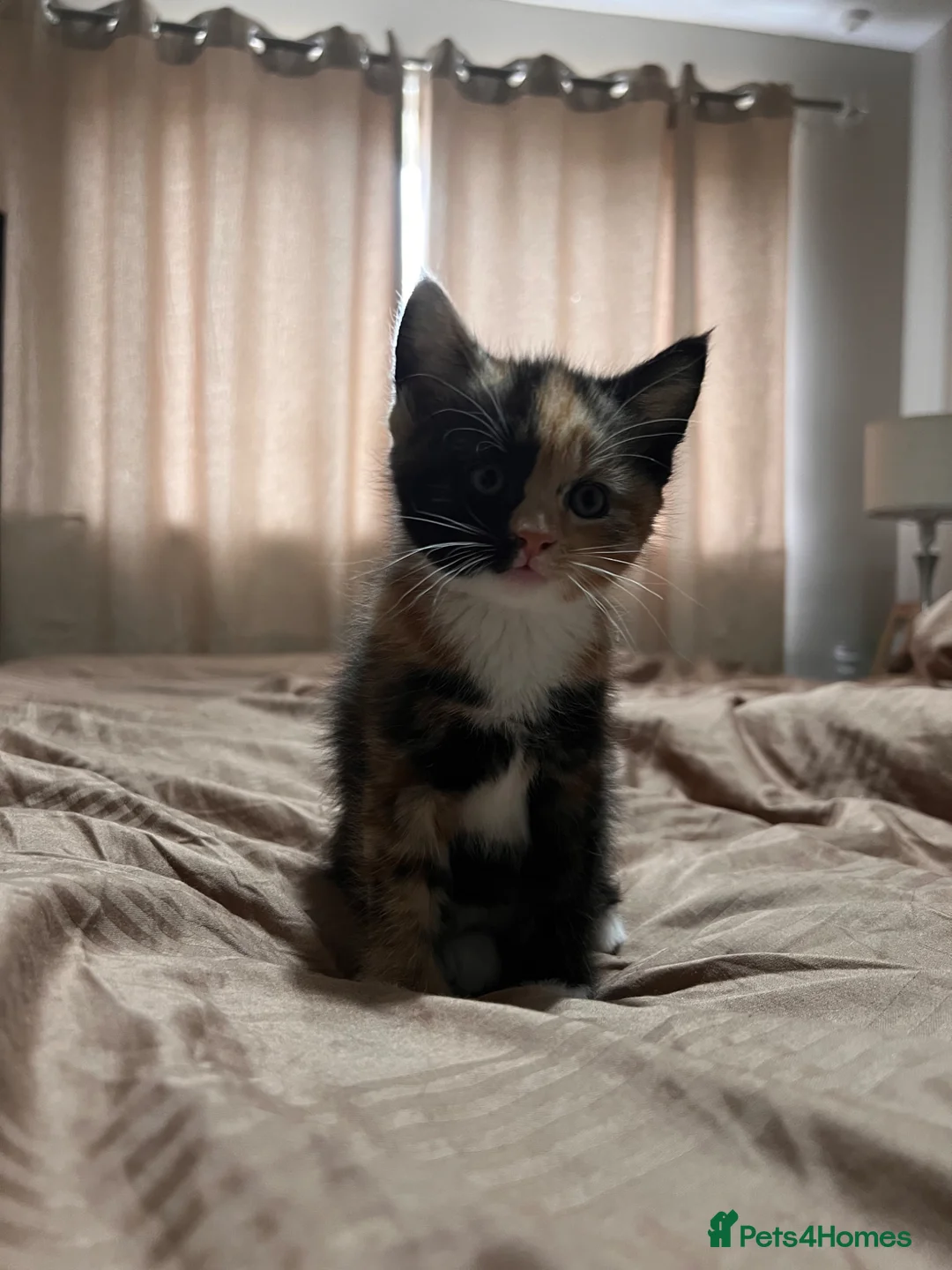 Mixed Breed cats for sale: 4 tortie female kittens - Advert 1