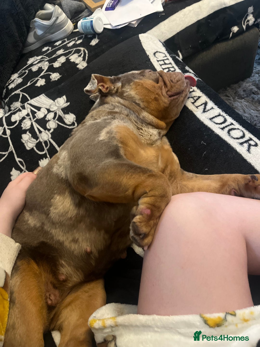 English Bulldog dogs for sale: Beautiful female English bulldog  - Advert 10