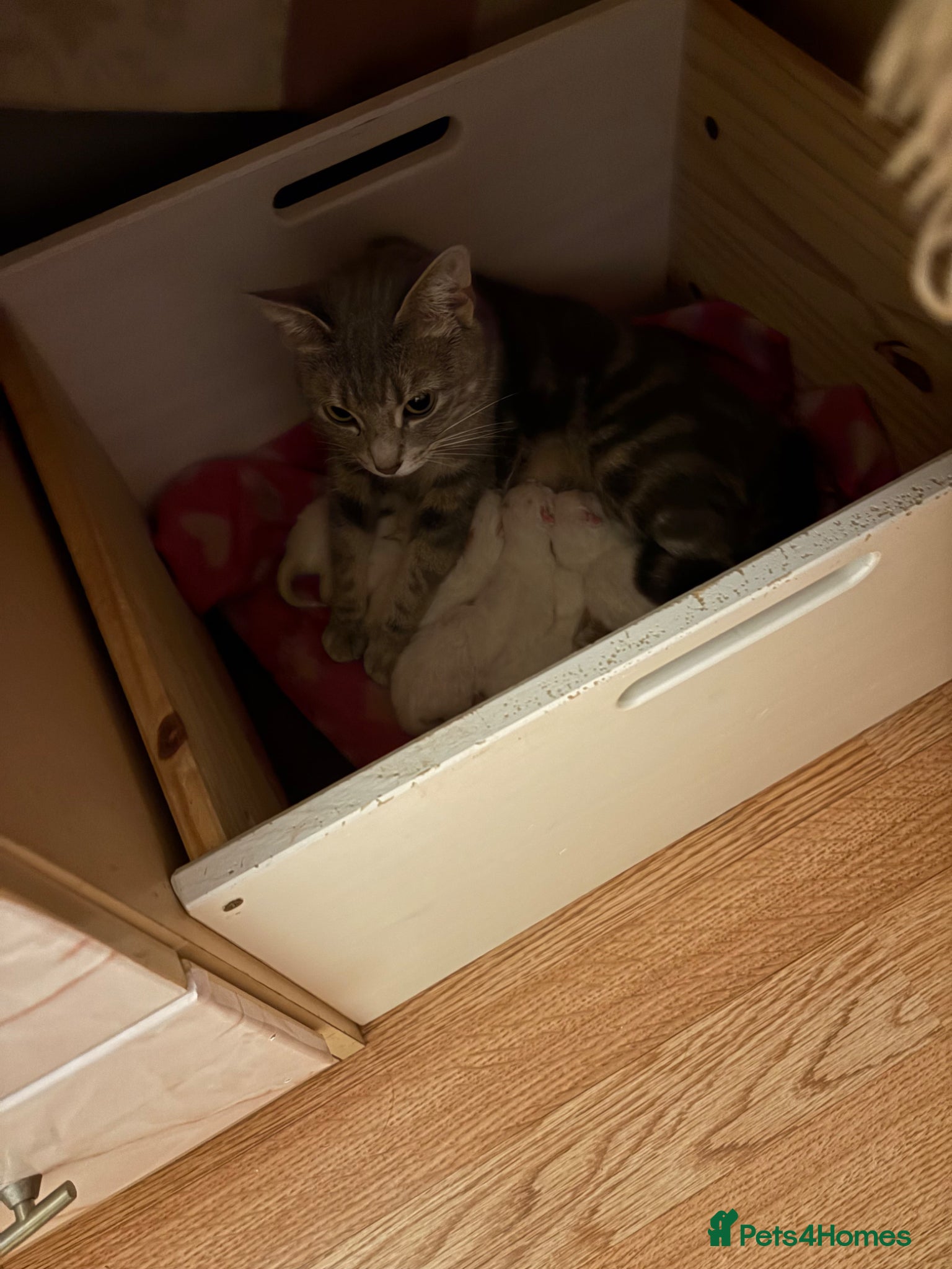 Mixed Breed cats for sale: 3 male kittens  - Advert 1