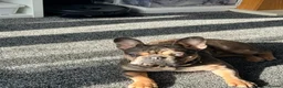 French Bulldog dogs for sale: AMAZING FRENCH BULDOG - Advert 4