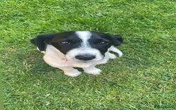 Jack Russell dogs for sale: Jack russell  - Image 1