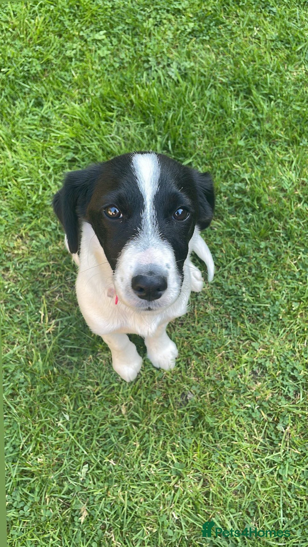 Jack Russell dogs for sale: Jack russell  - Image 1
