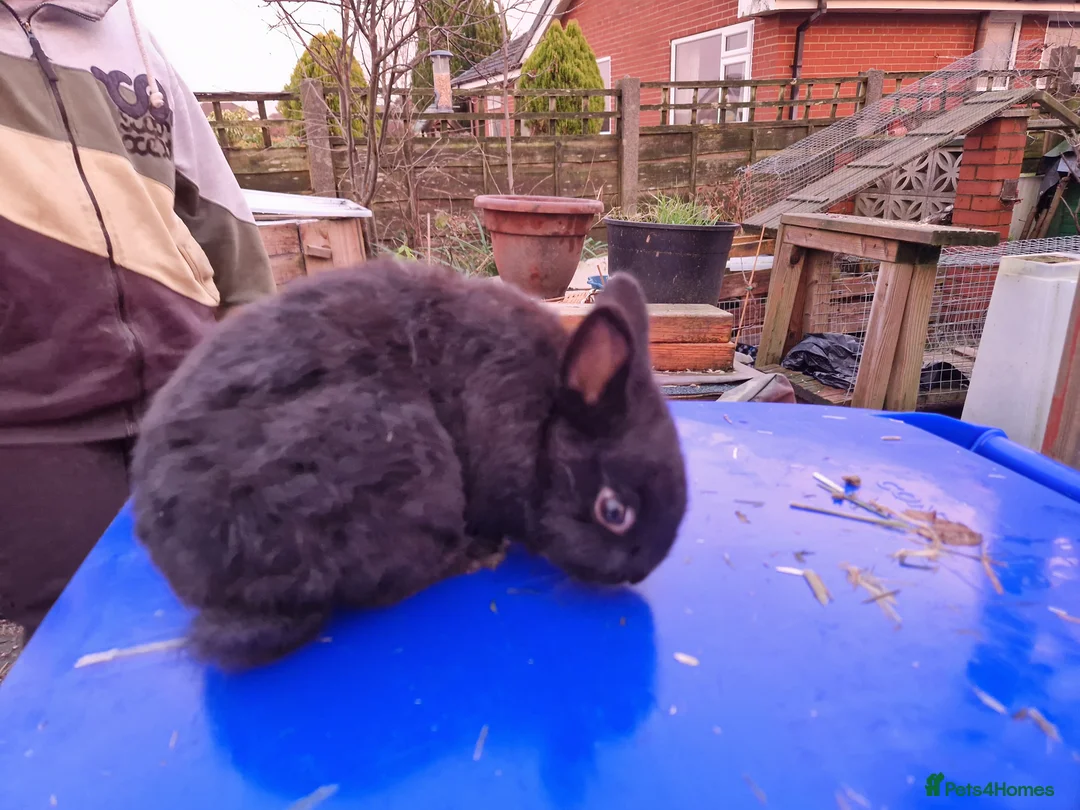 Mixed Breed rabbits for sale: Friendly, small, cute mixed breed bunnies  - Advert 10