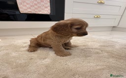 Cockapoo dogs for sale: Gorgeous F1A cockerpoos - Image 8