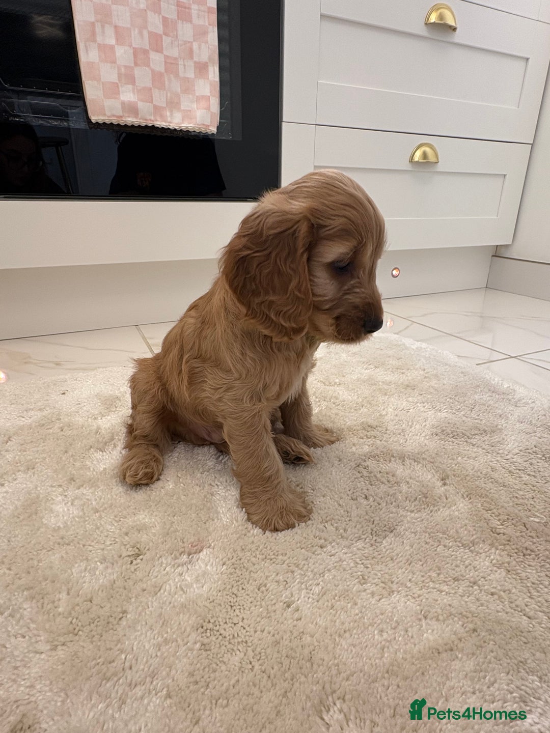 Cockapoo dogs for sale: Gorgeous F1A cockerpoos - Image 8