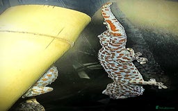 Gecko reptiles for sale: Tokay Geckos - Image 4