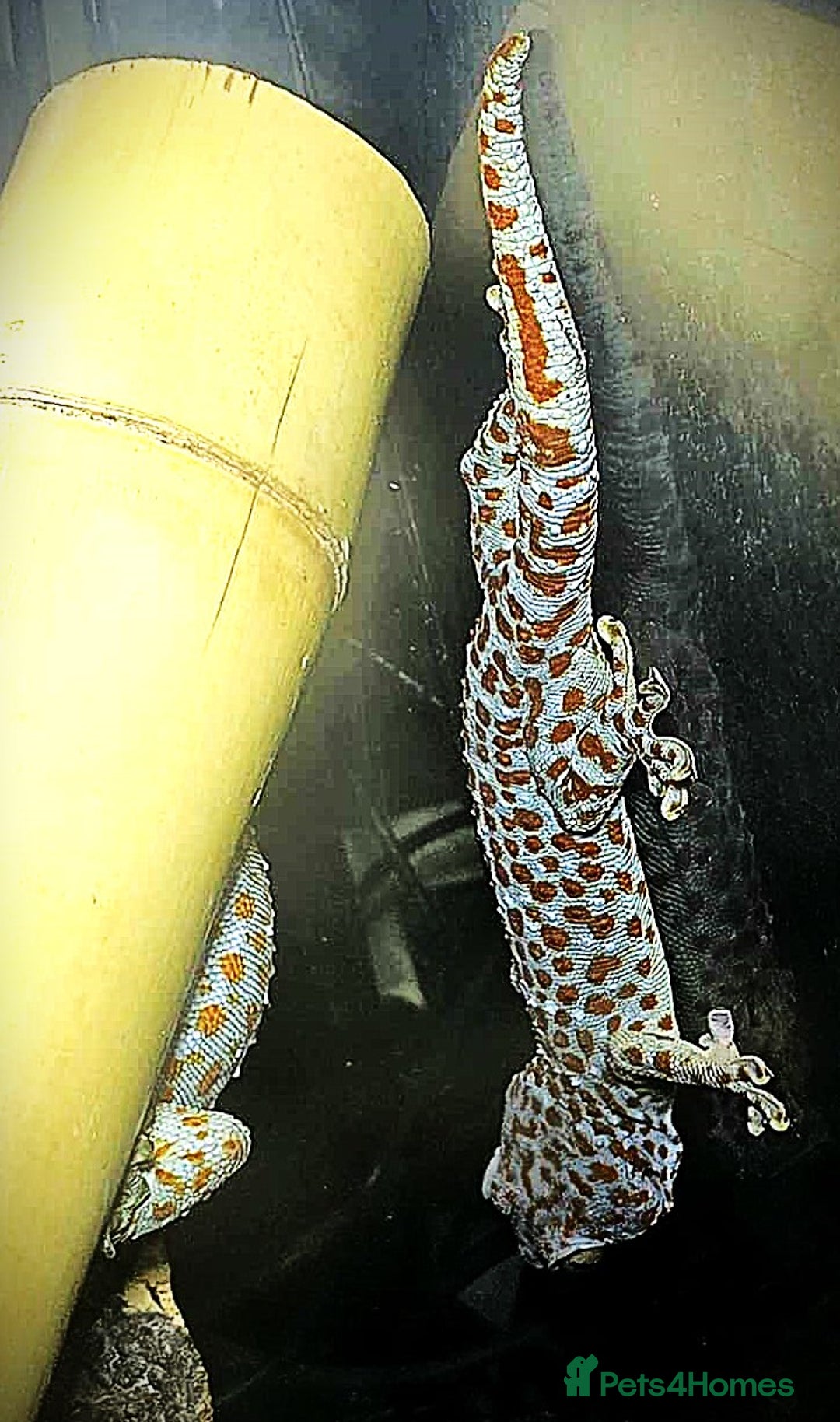 Gecko reptiles for sale: Tokay Geckos - Image 4