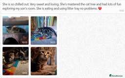 Mixed Breed cats for sale: Beautiful Tame Kittens Tabby Black White - Image 11