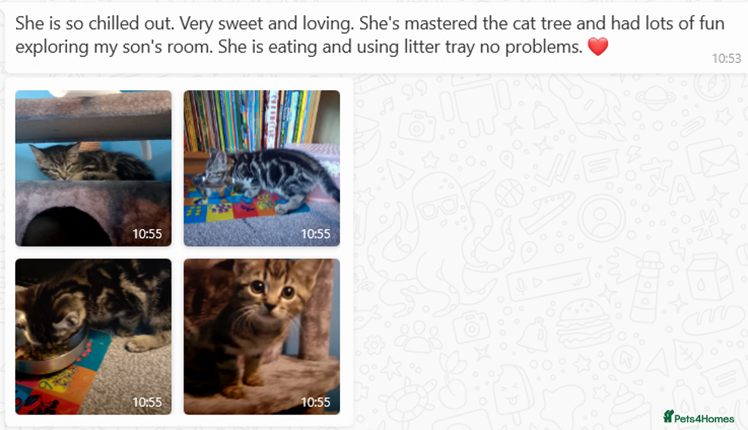 Mixed Breed cats for sale: Beautiful Tame Kittens Tabby Black White - Image 11