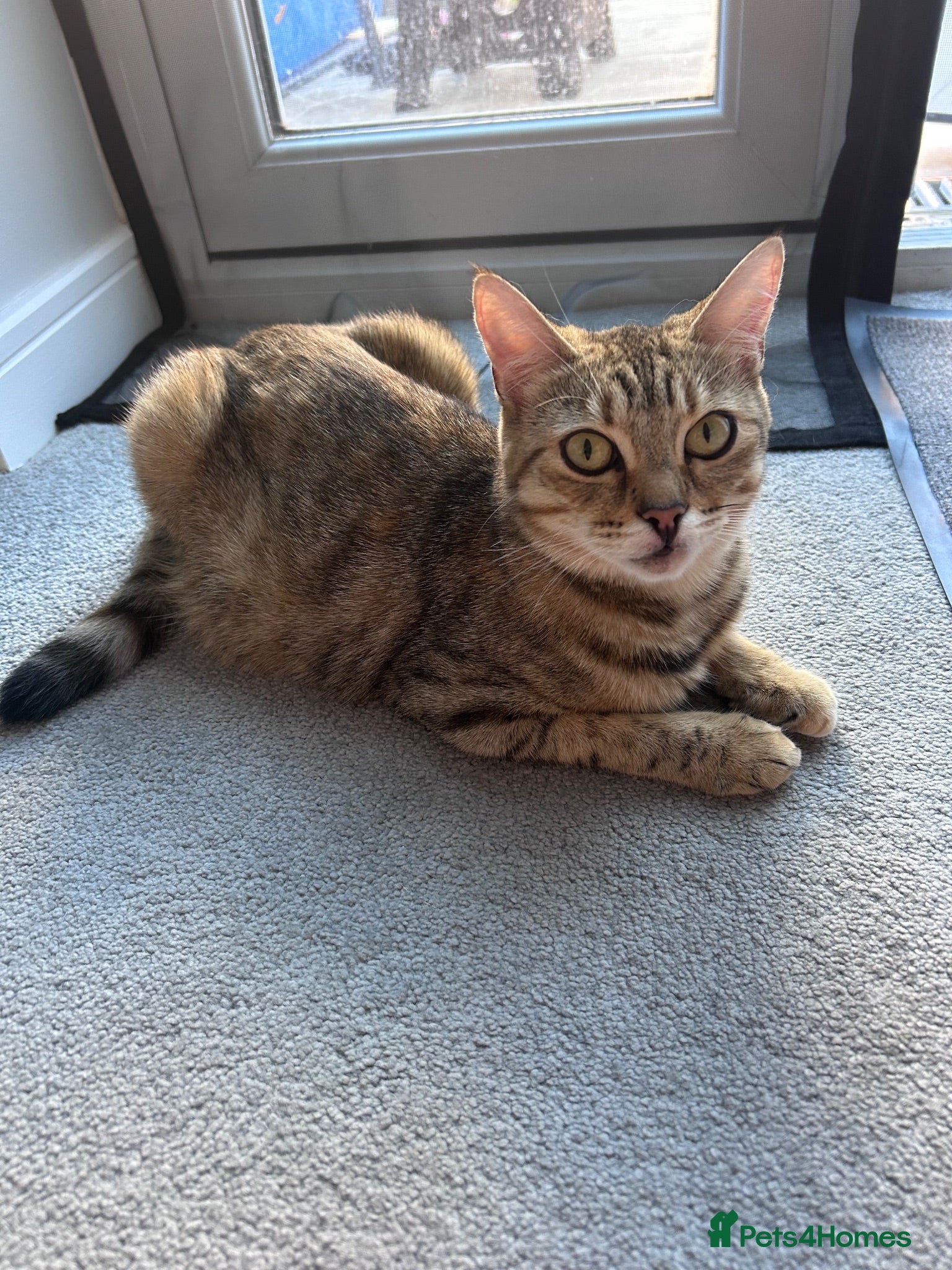 Mixed Breed cats 2 male and 1 female kitten for sale  - Advert 11