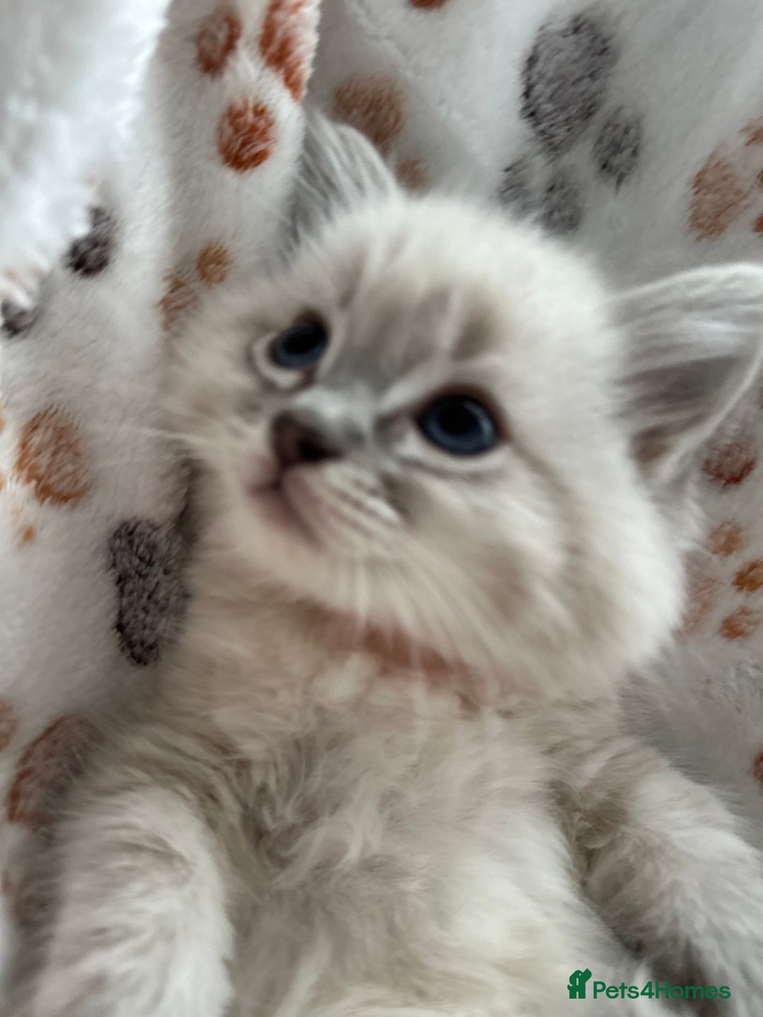 Ragdoll cats for sale: Gorgeous ragdoll kittens  - Advert 3