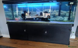 Catfish fish for sale: Large Fish Tank 120 x 70 x 38 cm with Catfish etc  - Image 12