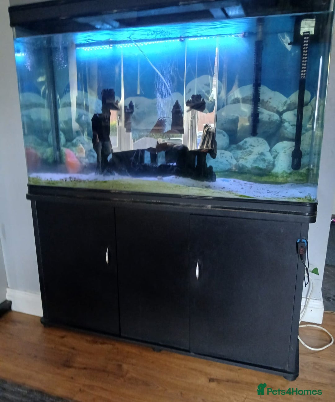 Catfish fish for sale: Large Fish Tank 120 x 70 x 38 cm with Catfish etc  - Image 12