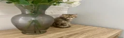Persian cats for sale: Doll Faced Persian kittens  - Advert 6