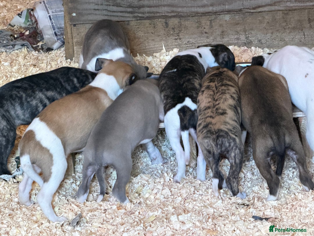 Whippet dogs for sale: Whippet pups - Advert 6