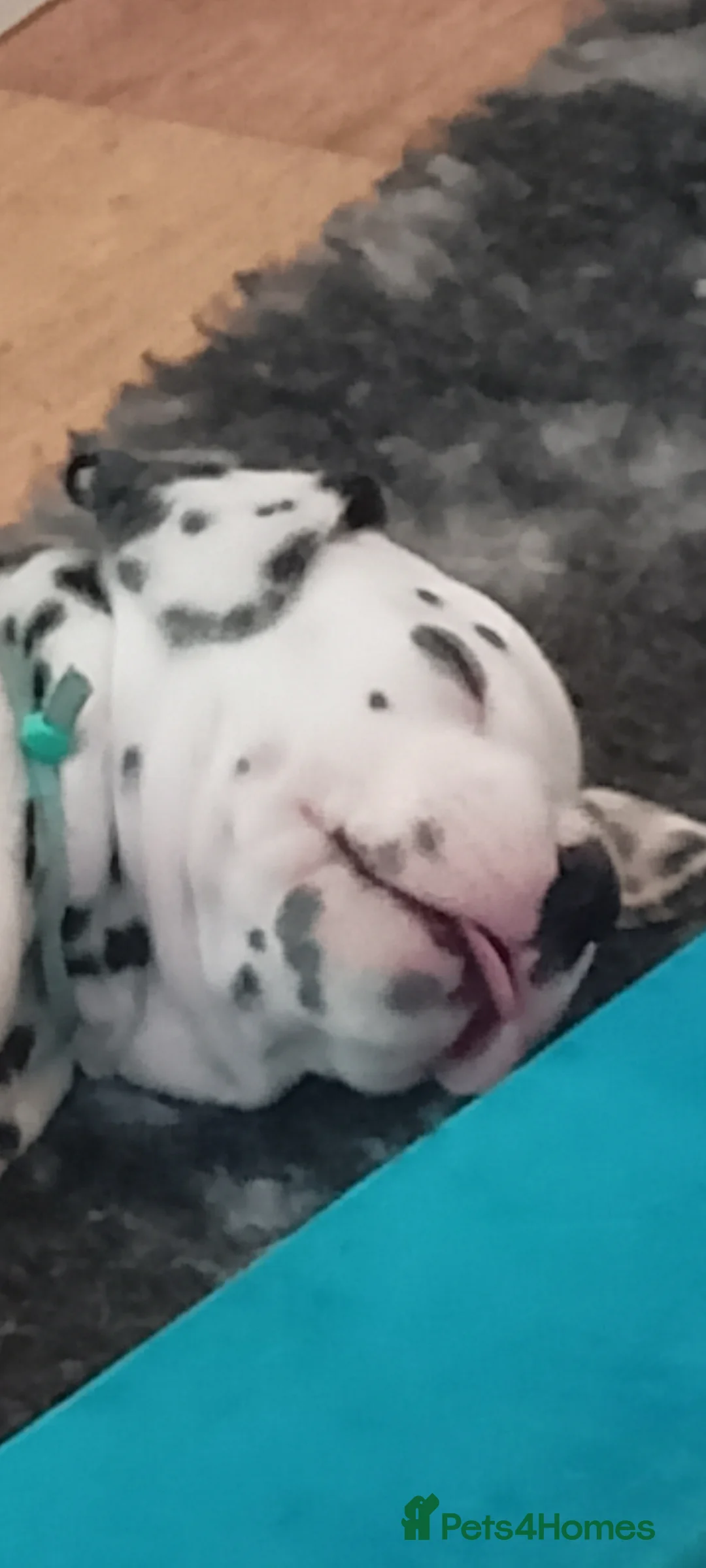 Dalmatian dogs for sale: Beautiful dalmatian puppies - Advert 21