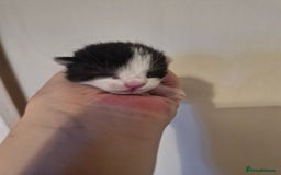 Mixed Breed cats for sale: 2 black and white male kittens for sale - Image 3