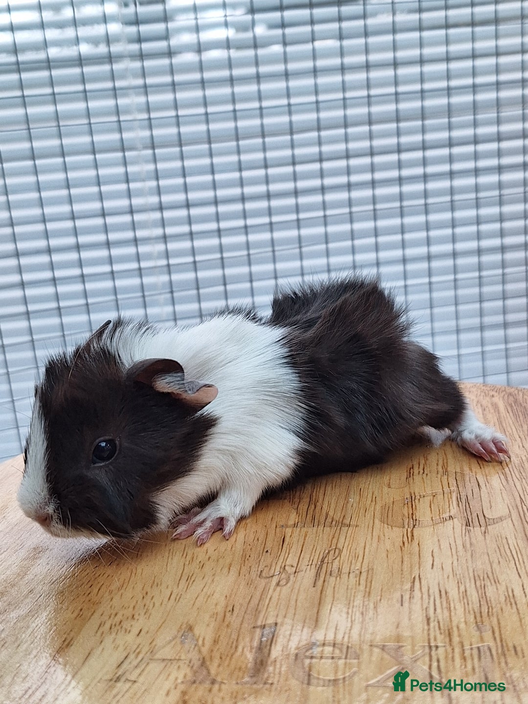Guinea Pig rodents for sale: 2 Guinea Pig Sows - Advert 5