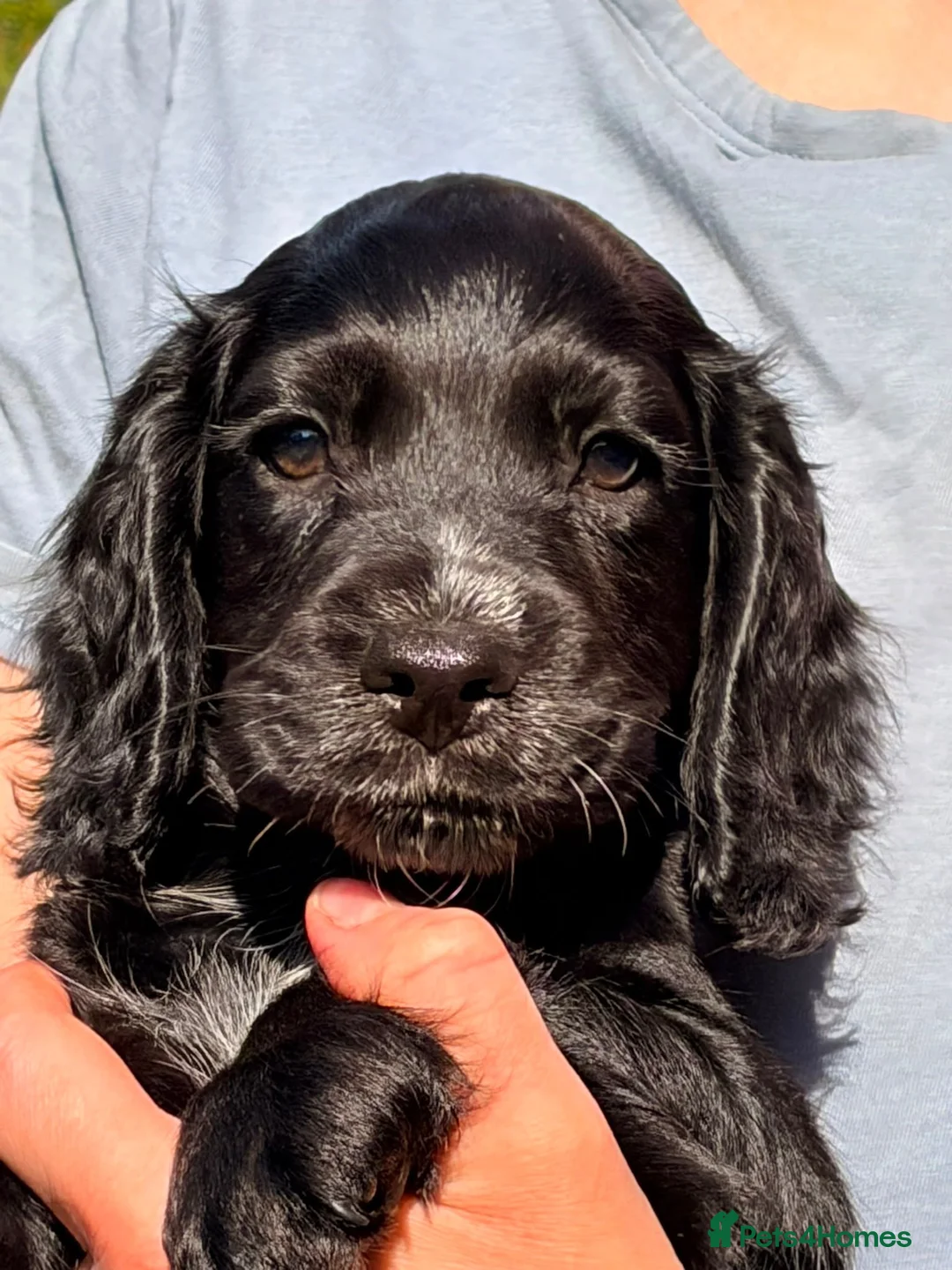 Cocker Spaniel dogs for sale: Black Cocker Spaniel Boy  - Advert 1
