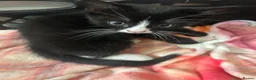 Mixed Breed cats for sale: 4 kittens all very different from each other  - Advert 10