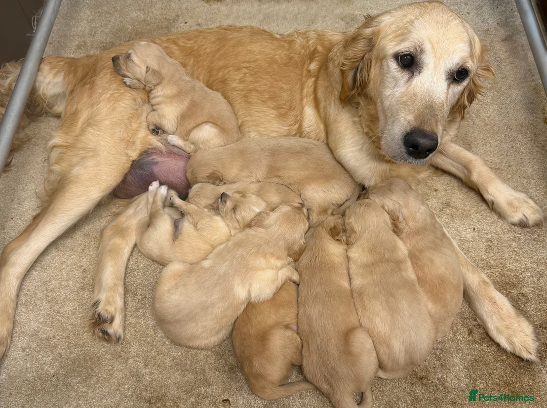 Golden Retriever dogs for sale: Fully health tested golden retriever puppies - Advert 7