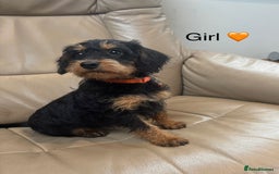 Mixed Breed dogs for sale: F1 MINI SCHNOODLE PUPPIES READY NOW - Image 1