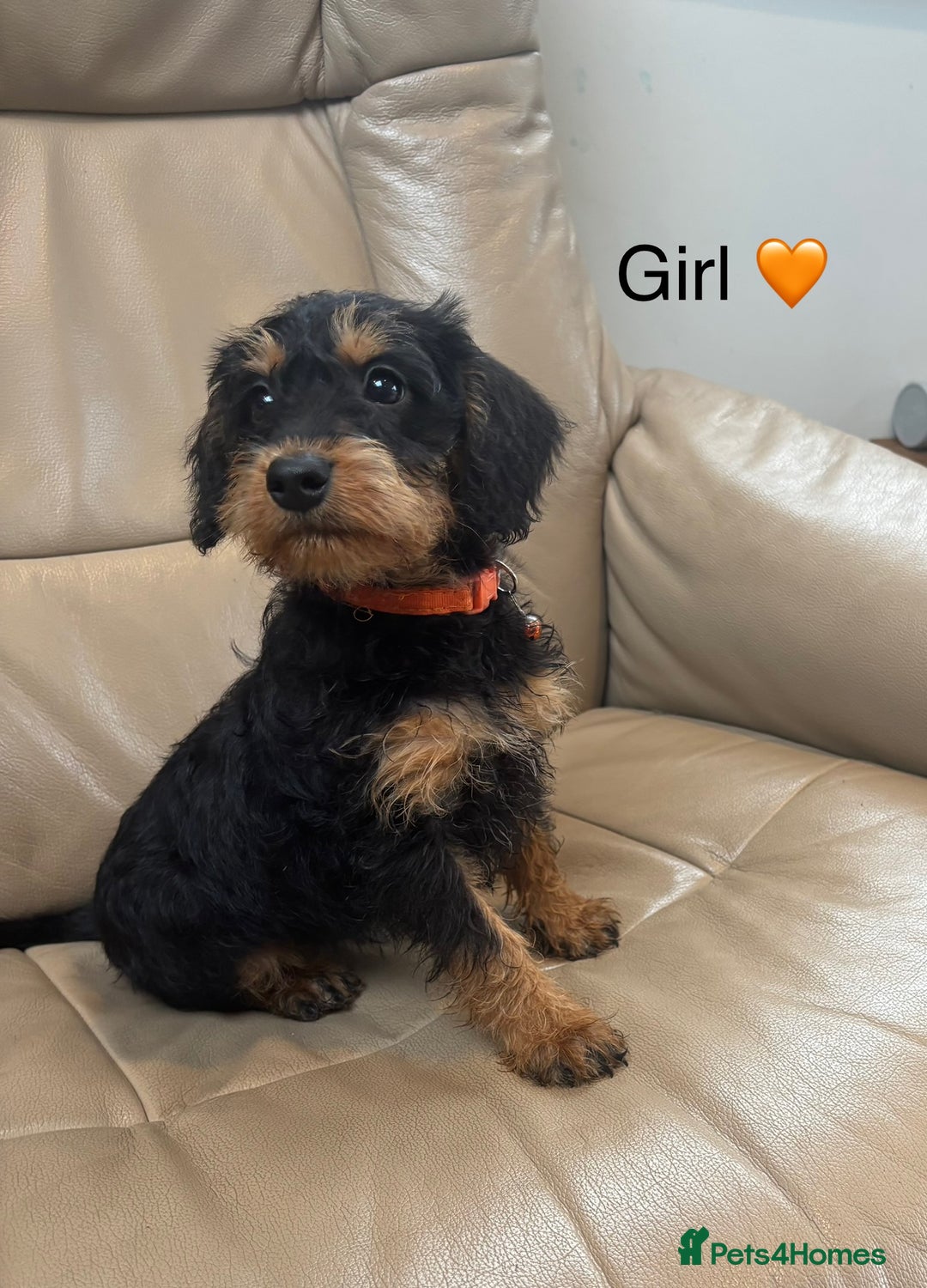 Mixed Breed dogs for sale: F1 MINI SCHNOODLE PUPPIES READY NOW - Image 1
