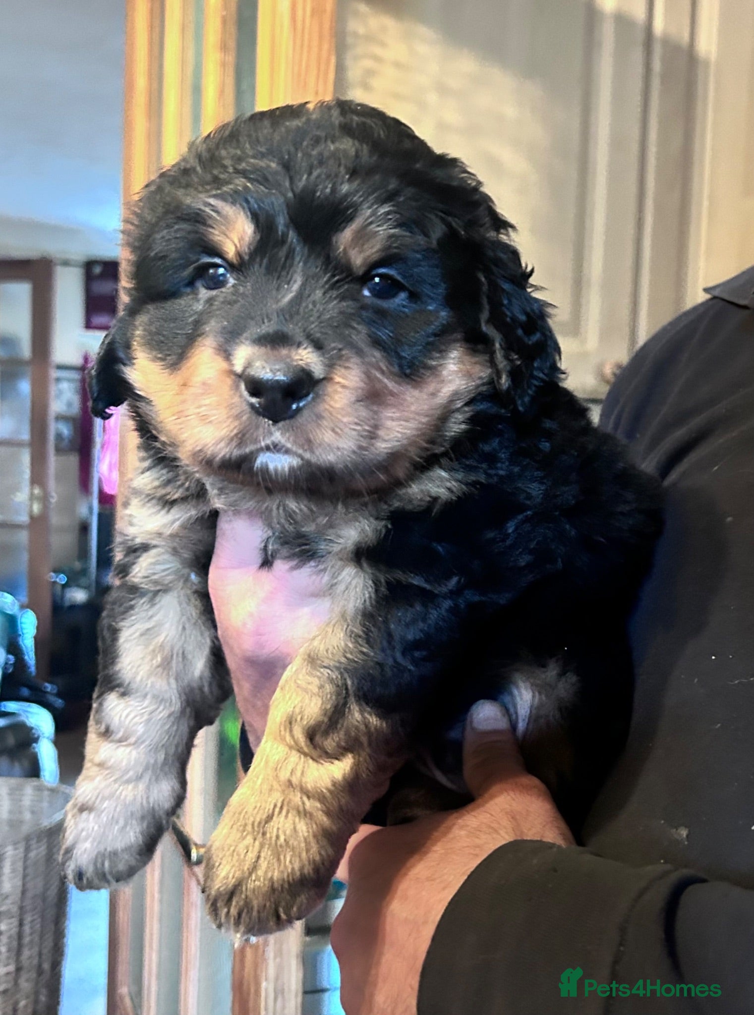 Mixed Breed dogs LABERNESE puppies - Advert 2