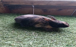 Mini Lop rabbits for sale: Pure mini papillon  - Image 1