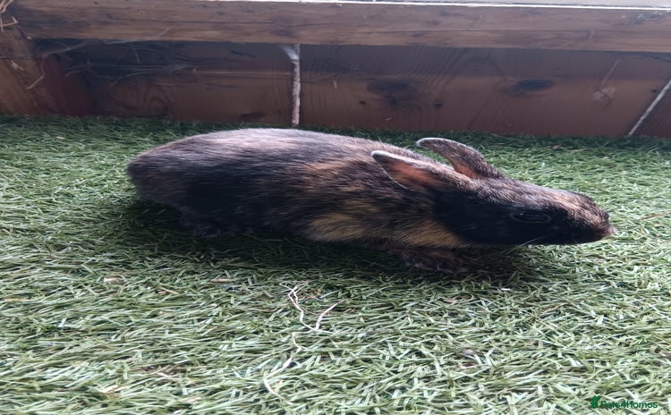 Mini Lop rabbits - Advert 4