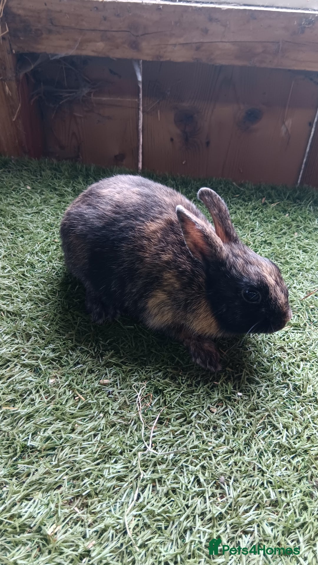 Mini Lop rabbits for sale: Pure mini papillon  - Image 1
