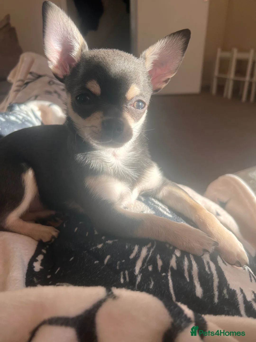 Chihuahua dogs for sale: Lilac and tan female chihuahua - Advert 3