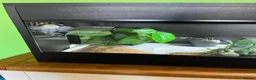 Leopard Gecko reptiles for sale: Leopard Gecko for sale - Advert 3