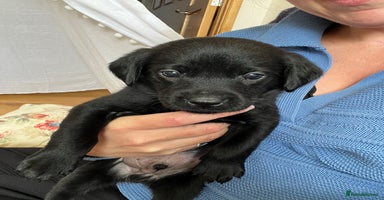Labrador Retriever dogs - Advert 12