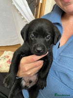 Labrador Retriever dogs - Advert 4