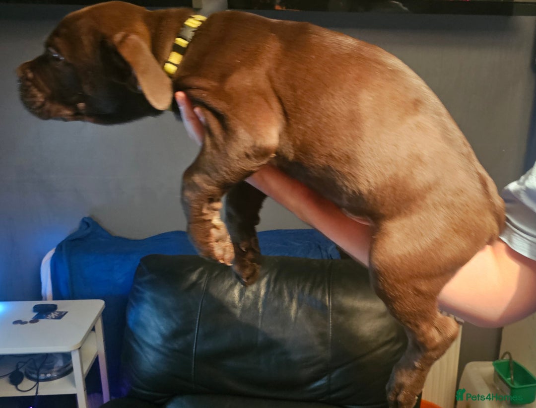 Mastiff dogs for sale: Mastiff Hybrids  - Image 3