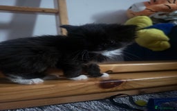 British Longhair cats for sale: X6 long for tuxedo babies - Advert 3