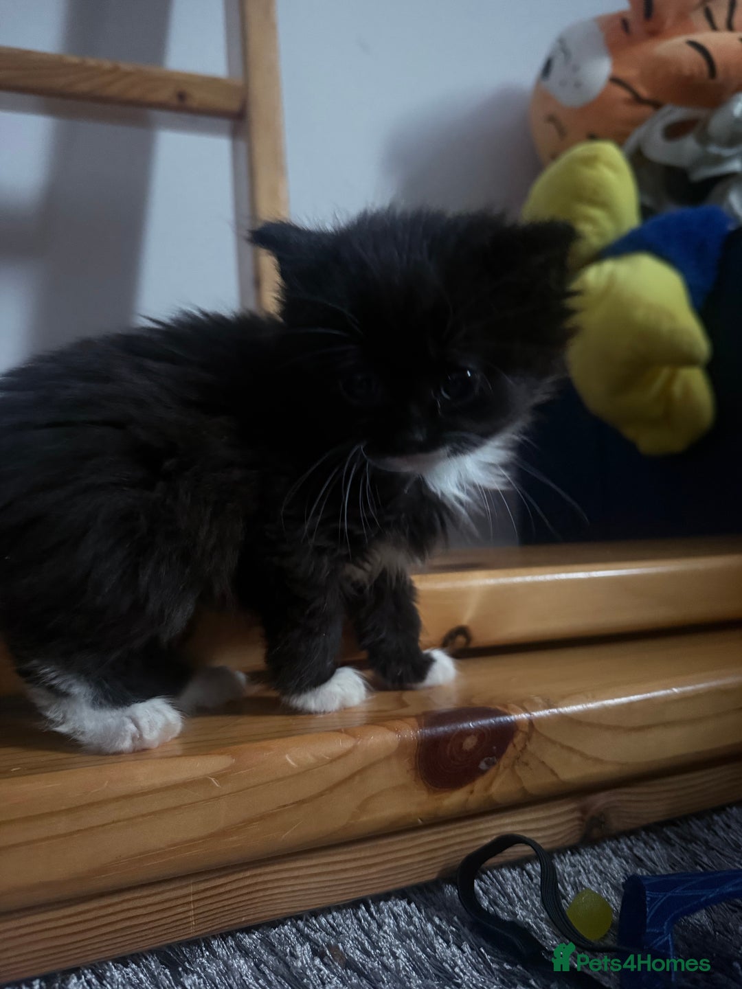 British Longhair cats for sale: X6 long for tuxedo babies - Advert 3