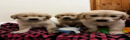 Golden Retriever dogs for sale: 8 Beautiful Golden Retriever Puppies  - Advert 7
