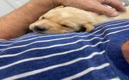 Labrador Retriever dogs for sale: Girl Labrador  - Image 5