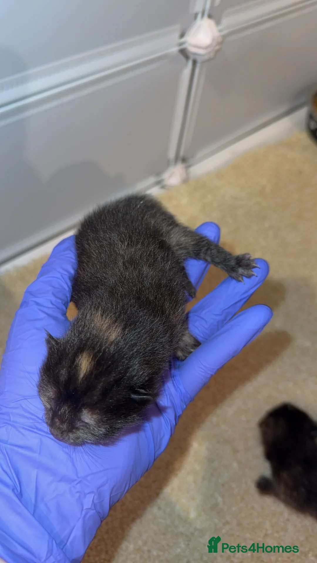 Domestic Shorthair cats for sale: 3 kittens - Advert 7