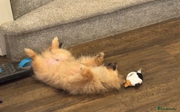Pomeranian dogs for sale: Beautiful Little Boy Pomeranian - Image 3